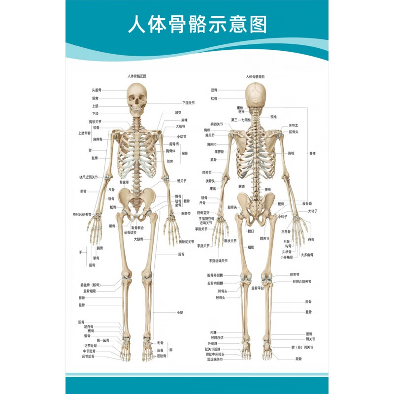 人体骨骼示意图 【30寸:50x75厘米】  pp胶(背面带胶)