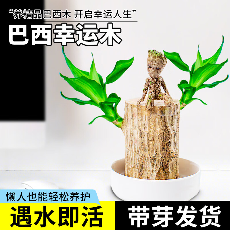临雅巴西木格鲁特幸运木开花水养绿植室内盆栽带芽发货小树人水培植物 双芽5-6cm-高8cm+白瓷盆+格鲁特高性价比高么？