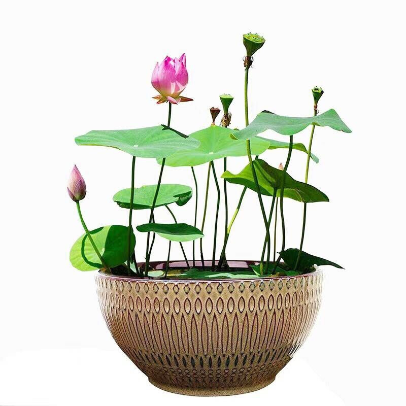 京东花草林木类最低价查询平台|花草林木类价格比较