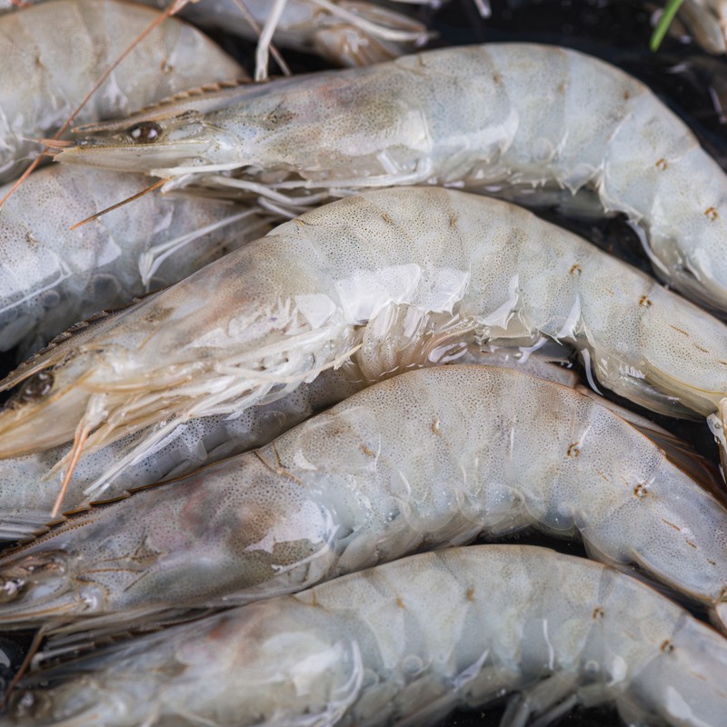 京觅 活冻盐田白对虾 净重1kg 50-60只/盒 大号单冻大虾 京东旗下生鲜