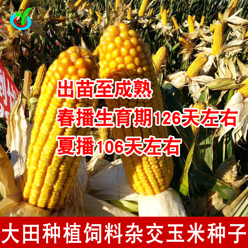 大田种植饲料杂交玉米籽 四季高产棒子籽 太玉-太玉339玉米约4400粒