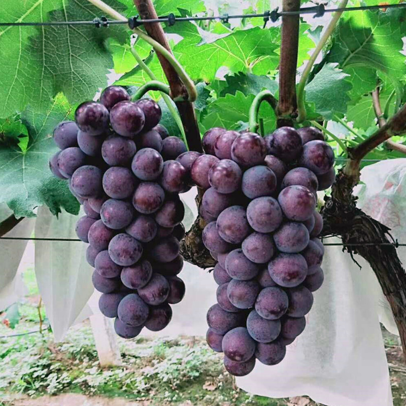 【jd物流】陕西户太八号葡萄新鲜孕妇水果正宗沪太8号酿酒甜葡萄整箱5