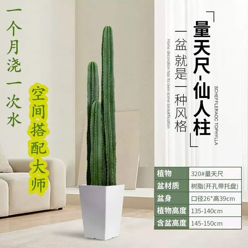 植物发财树各种大颗盆栽开业乔迁客厅办公室内好养大型花卉 量天尺
