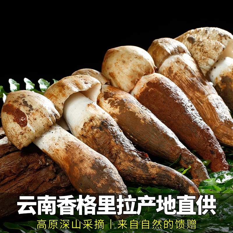 星云湖【现货顺丰】云南野生鸡枞菌 新鲜菌菇蘑菇名菌山珍时令中秋送礼 开伞鸡枞菌(适合炸油鸡枞)4斤