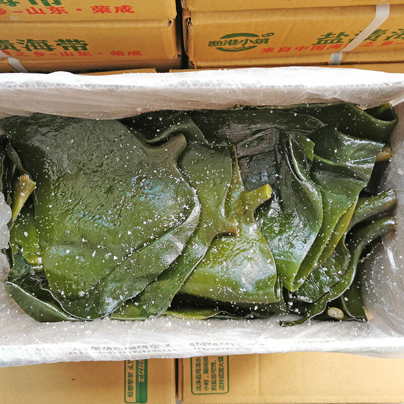 巢浩山东荣成 盐渍海带头 海带根丝片厚新鲜半干货 5斤一箱a
