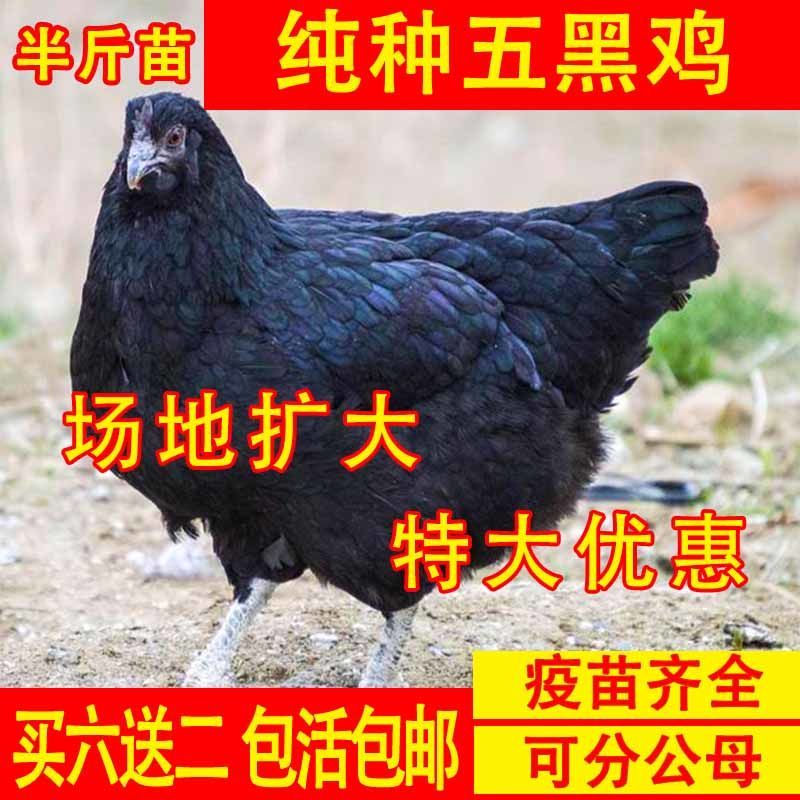 散养五黑鸡半大小鸡仔纯种脱温乌骨鸡五黑一绿壳蛋鸡土鸡白凤贵妃