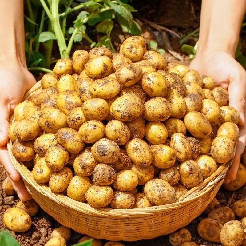 湖北小土豆黃心黃皮當(dāng)季洋芋現(xiàn)挖新鮮迷你粉糯燒烤小土豆 9斤（湖北新鮮小土豆） 中果（單果2兩左右）