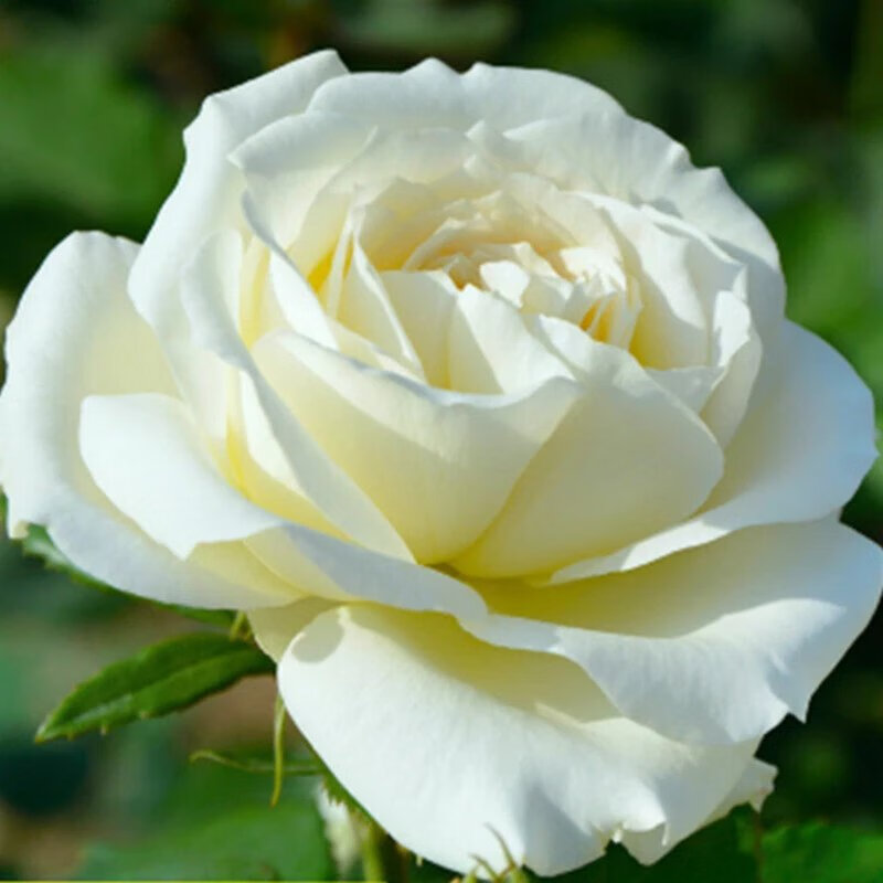 昊兰诺当年开花玫瑰花苗盆栽花卉室内庭院绿植物四季开花 白天使