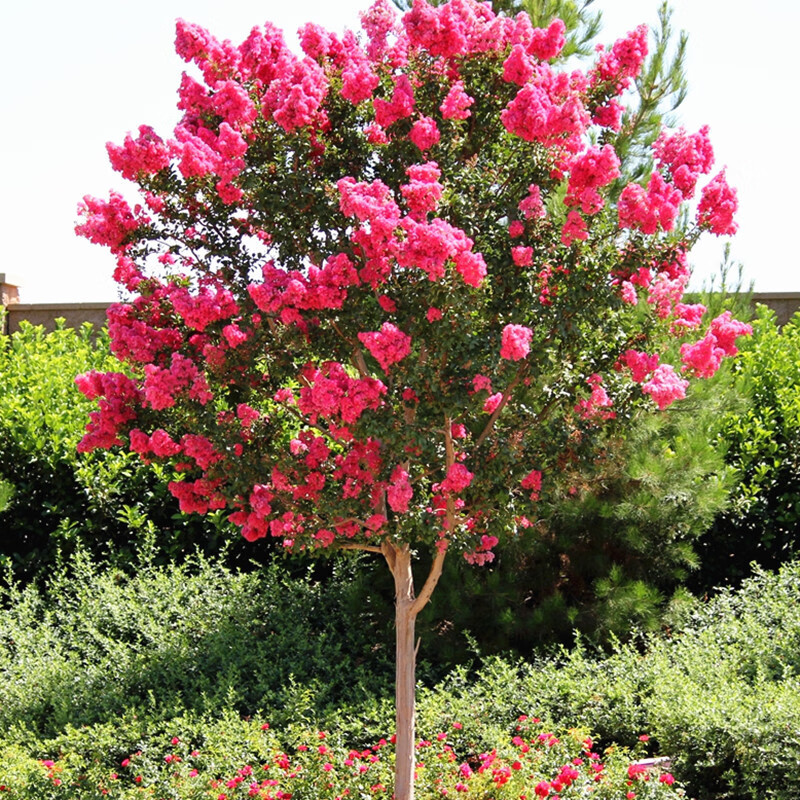 紫薇苗紫薇树苗红火箭紫薇花树苗庭院绿化风景树紫薇花苗 1公分粗