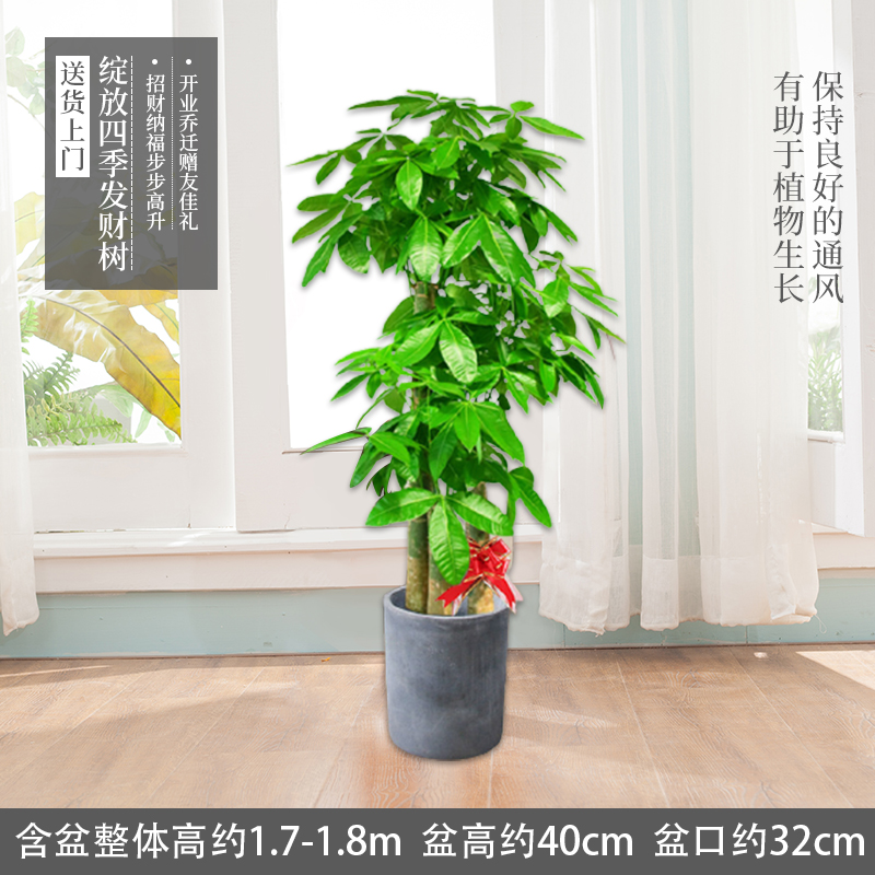 发财树盆栽大型室内绿植租摆客厅办公室好养植物树开业乔迁 1.7-1.
