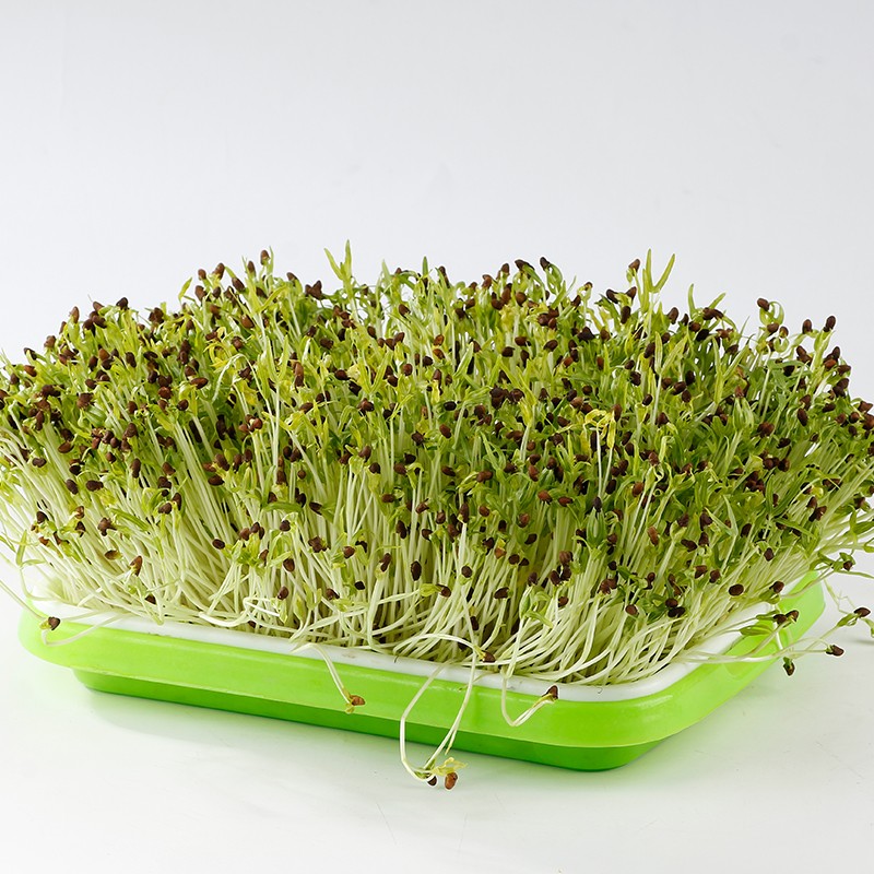 种菜记 芽苗菜种子纸上种菜无土栽培萝卜空心菜豌豆松柳盆栽蔬菜籽四