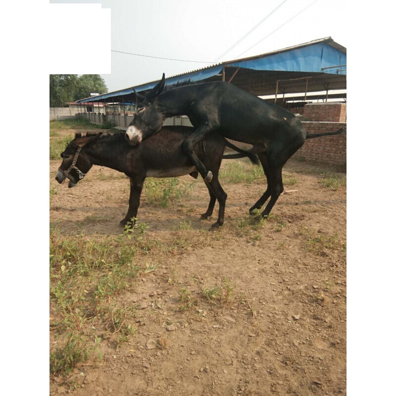 五香熟驴鞭新鲜带蛋蛋睾丸驴生殖器全套驴三件整套驴鞭金钱肉 默认1