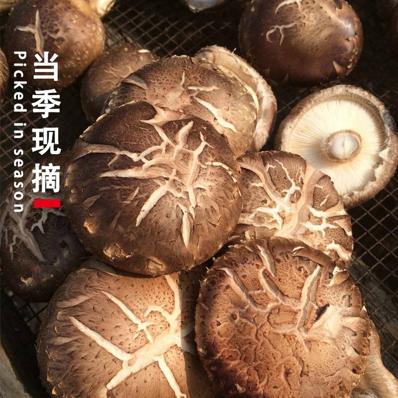 吉膳堂花菇椴木伍福300g干货煲汤厚味野生真的好吗？优缺点大全！