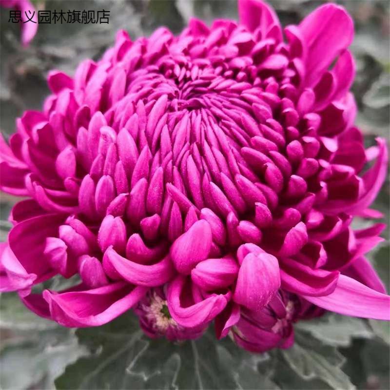 秋菊 冬天冬天能种的花 开封红小苗带花苞大菊花 不含盆