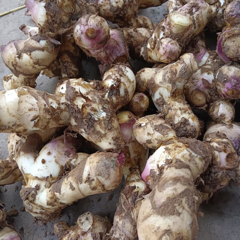 食怀蕉芋儿芭蕉芋头粗粮块茎旱藕蕉芋芽蕉木芋白金芋姜藕现挖新鲜 3斤