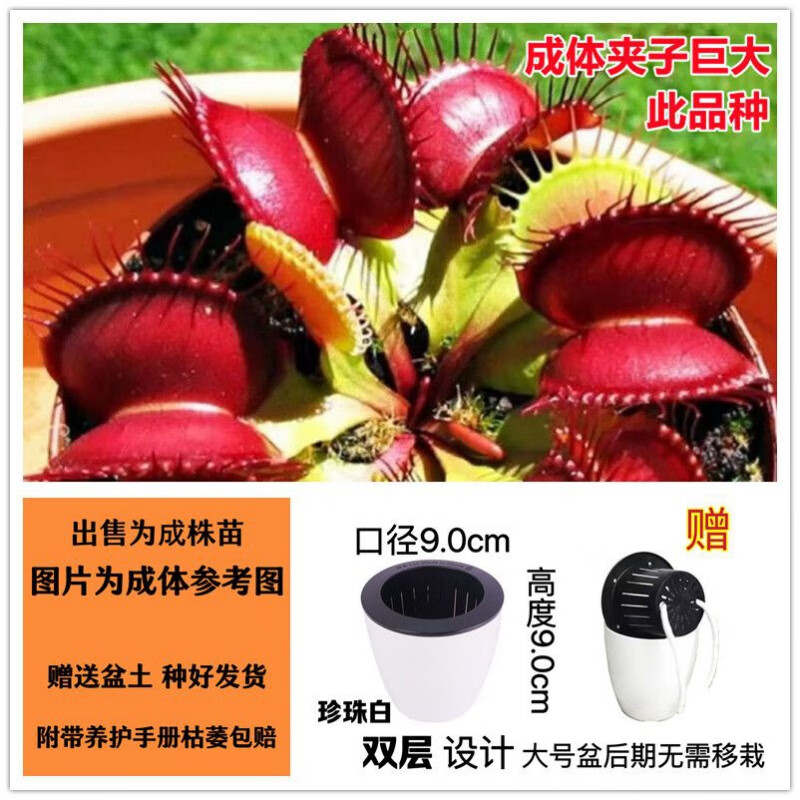 捕蝇草盆栽食虫植物食虫草大苗儿童玩具室内好养绿植 大觜捕蚊草 大株