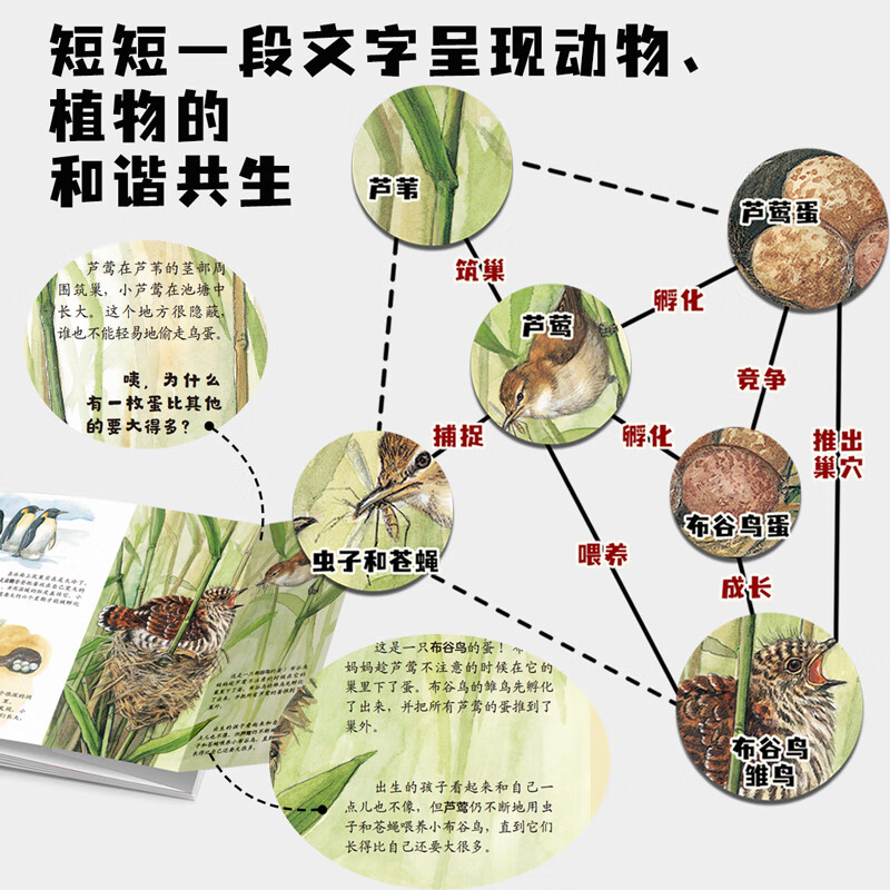 生命的故事 手绘版 400多物种80张翻页 动物世界昆虫朋友大百科自然科学科普绘本自然启蒙全书 3-8岁幼儿园儿童小学生课外阅读