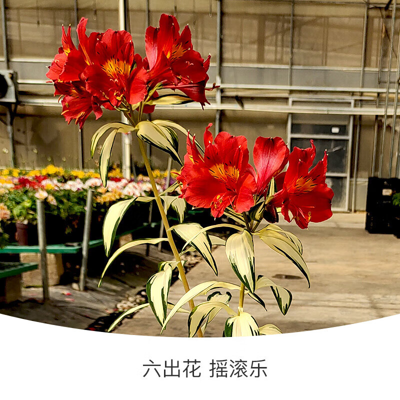 刘不丁六出花块根阳台庭院花园植物智利百合多年生草花花卉种根球 六