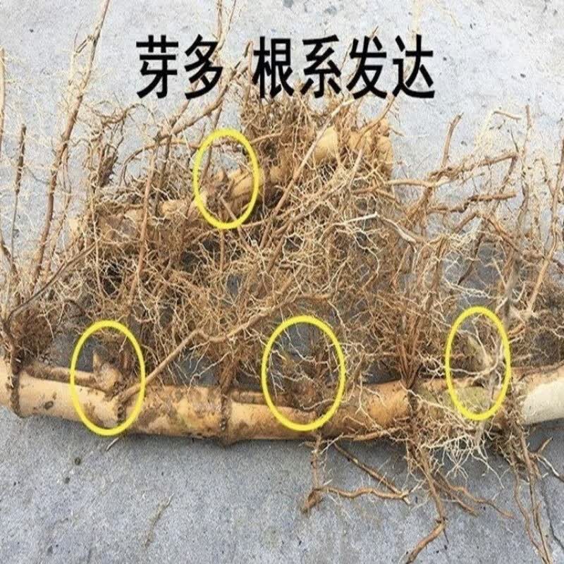 哒琳北北庭院大型巨龙竹竹苗毛竹子苗食用竹笋巨龙根竹鞭苗楠竹苗根地