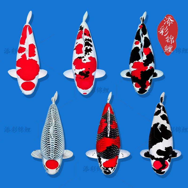 大小巨型纯种锦鲤活鱼日本进口红白活体大正丹顶三色昭和尔蝶招财观赏鱼苗 红白 30-34cm
