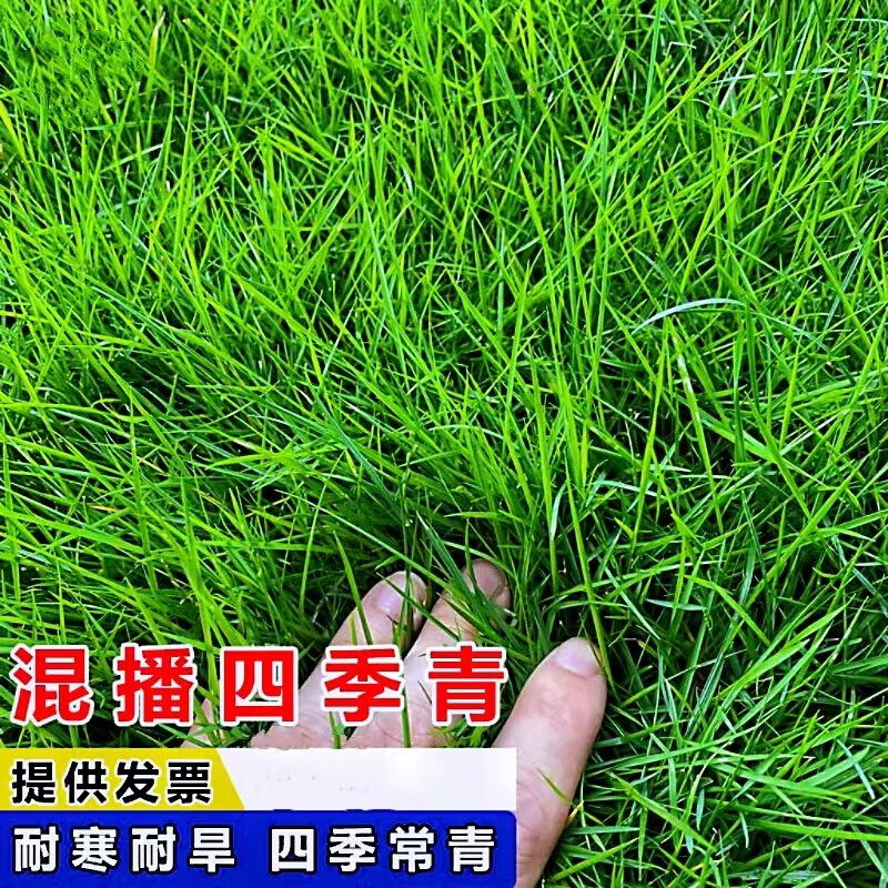 草籽四季种植免修剪耐寒耐旱工程绿化矮生庭院草 混播四季青种子1斤