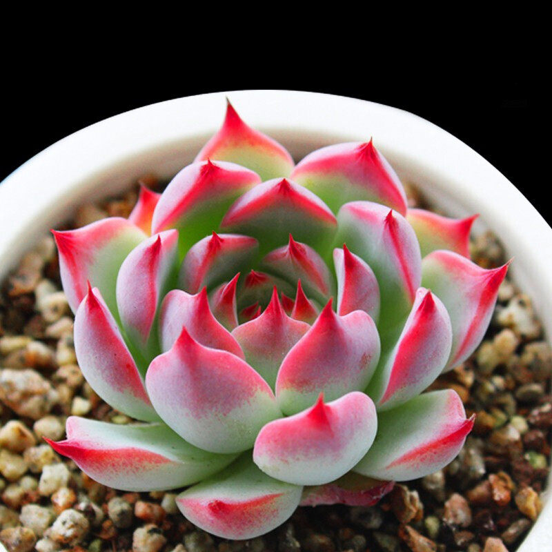 肉肉多肉植物组合盆栽小绿植花卉桃蛋大颗好养带盆多头老桩 a吉娃娃