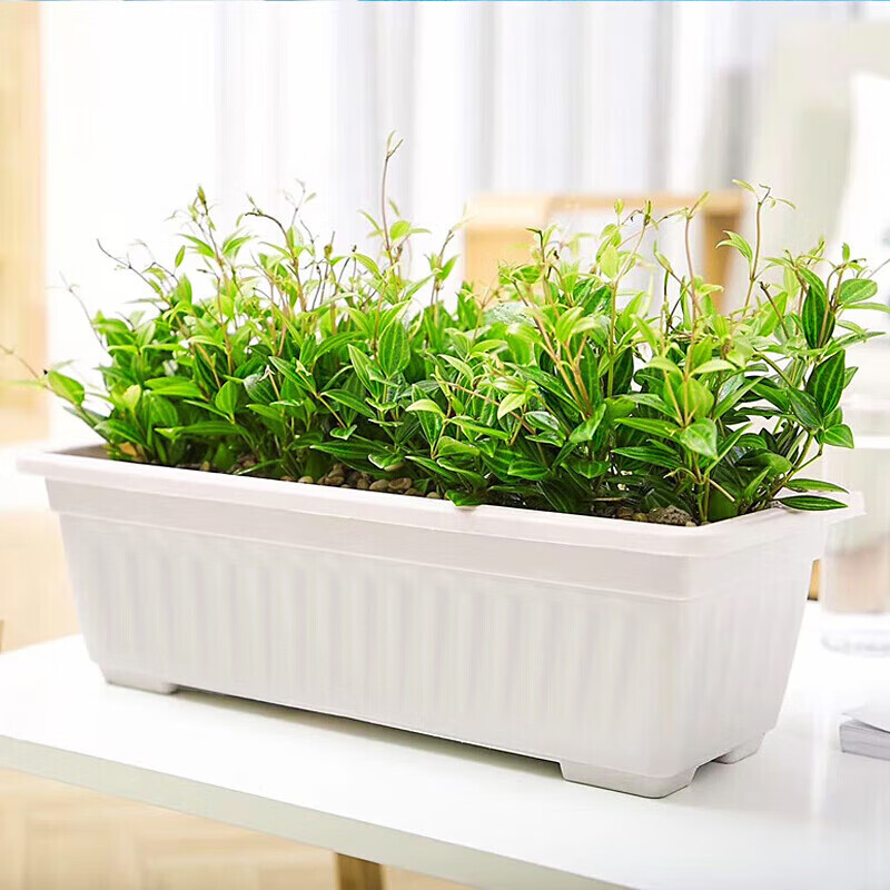 ������ �ֲ�����̨�����߲˲�ݮ��ֲ��12L�Ӻ����ϳ����λ����ͥ������