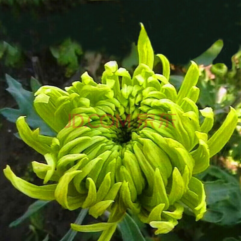 盆栽菊花苗大菊花苗盆栽 室内庭院花卉绿植 四季菊花 当年开花 绿牡丹