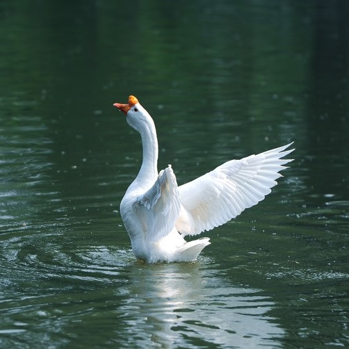 一斤网红大白鹅活体产蛋鹅仔白狮头产蛋王四季鹅三