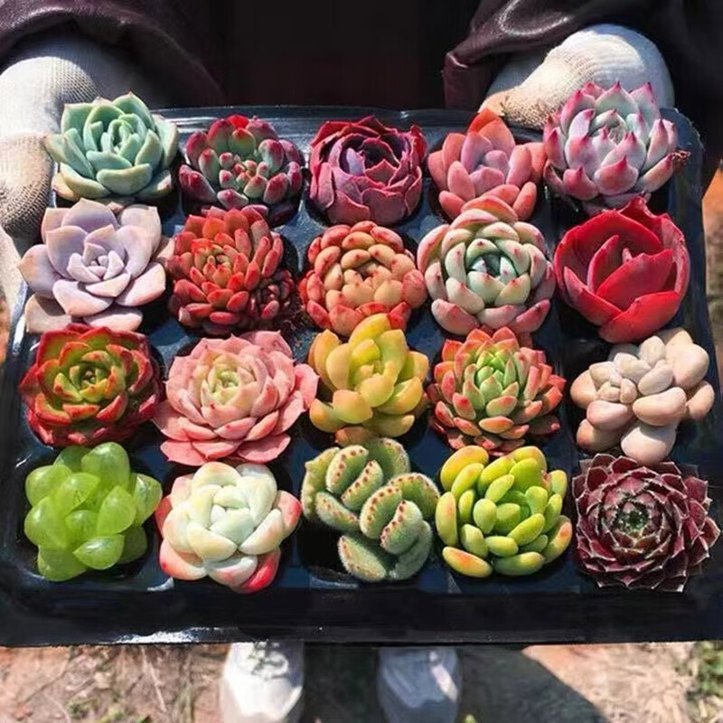 心卉如一-多肉植物，走势分析、产品评测与购买指南|查在线多肉植物商品历史价格