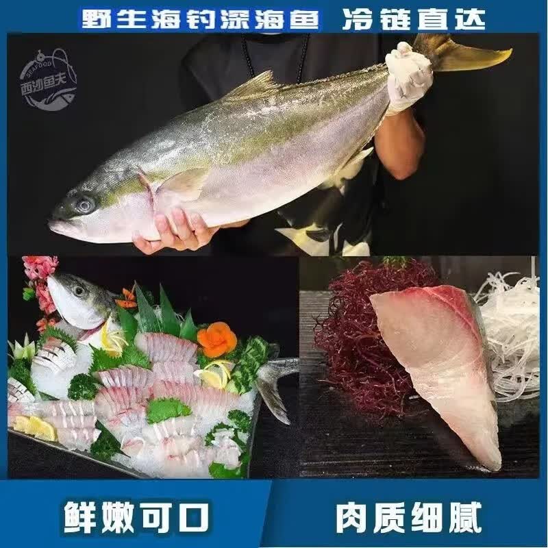 鲜爽集放血冰鲜油甘鱼刺身青甘鱼黄狮鱼鲜活章红鱼鰤鱼日式刺身 13-14斤(放血刺身级)