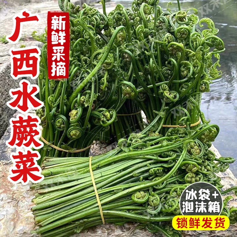 同甘园新鲜广西水蕨菜鲜龙爪菜猫爪拳头菜春天农村河野菜野撅菜桂林 2500g 【桂林直发】