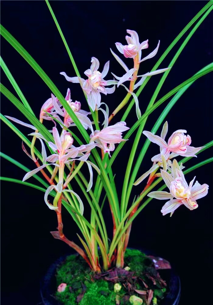 姒桀金沙树菊兰花当年开花名品莲瓣兰浓香阳台客厅庭院花卉绿植 金沙