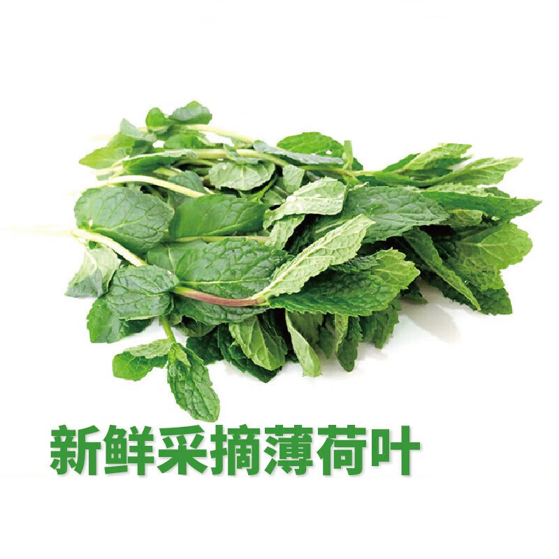 生果乐新鲜留兰香薄荷叶 多省莫吉托调酒食用 薄荷 500g
