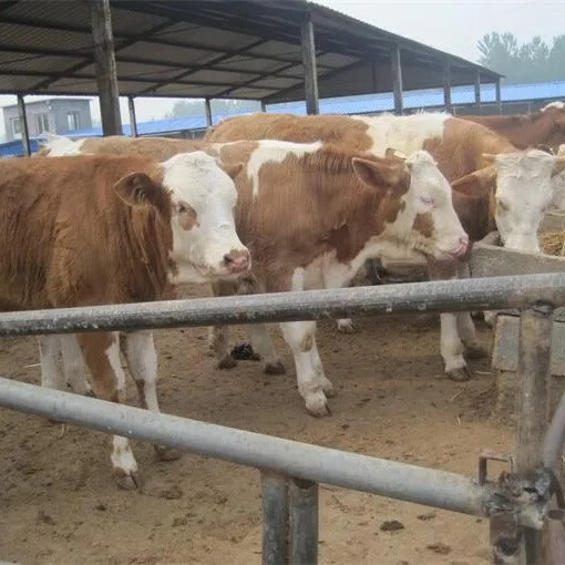 西门塔尔牛肉牛犊活牛出售西门塔尔牛犊子小母牛养殖