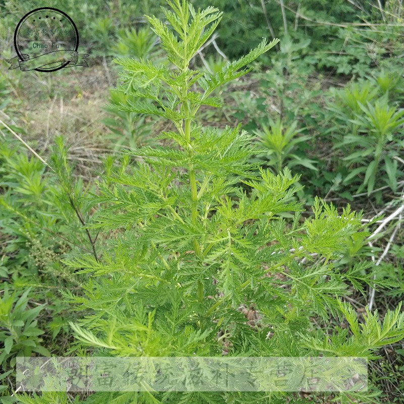 11价】野新鲜青蒿草苦蒿黄蒿中材香下新货干黄花铜臭蒿子泡澡