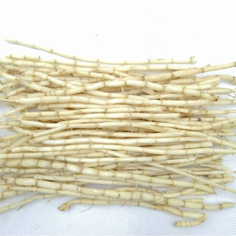 伟博白茅根新鲜野生湿白茅草根白甘蔗毛草根丝毛草根广东凉茶糖水食材