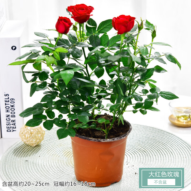 盆栽带花苞室内植物四季开花不断好养花卉绿植小月季苗阳台 大红色