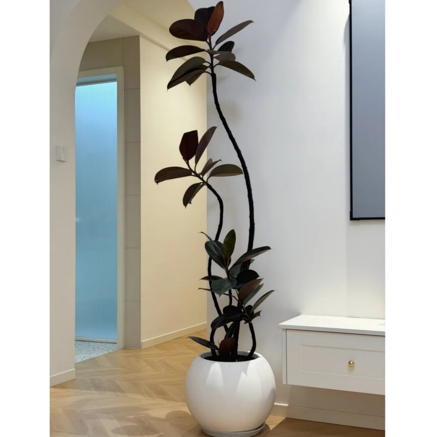 黑金刚老桩造型橡皮树室内客厅办公室大型落地四季好养耐阴盆栽 包