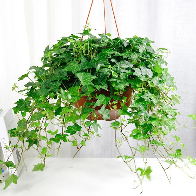 穆淳傲多种吊兰客厅室内办公室垂吊 绿植盆栽花卉 金鱼吊兰金心边吊兰