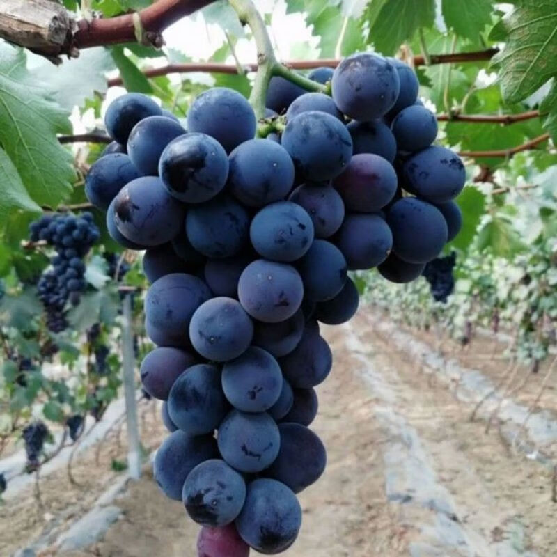 种宝光葡萄苗特大高产爬藤果树苗盆栽地栽南北方种植当年结果 2年苗