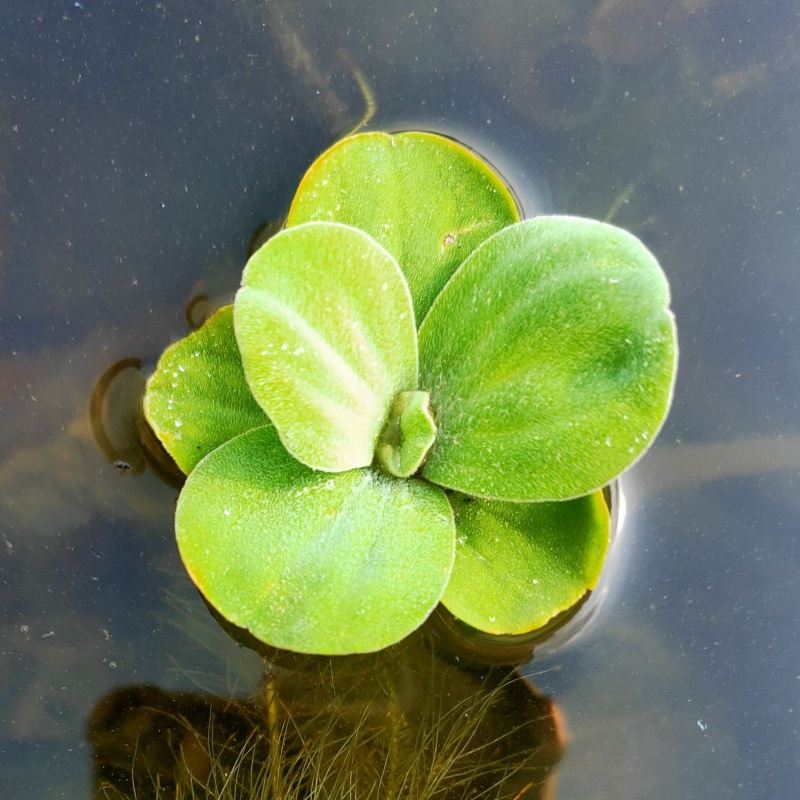 水生植物养鱼优惠券 水生植物养鱼价格 水生植物养鱼是什么牌子