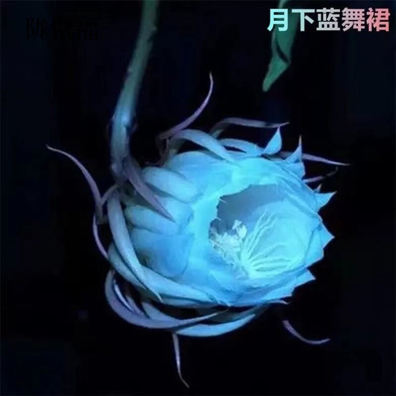 昙花盆栽昙花一现苗室内室外盆栽花卉阳台庭院植物带根易养好活p8