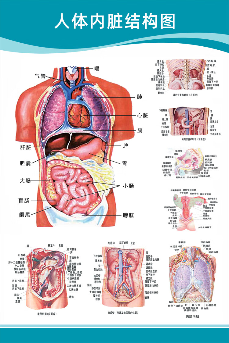 人体背部对应器官图片