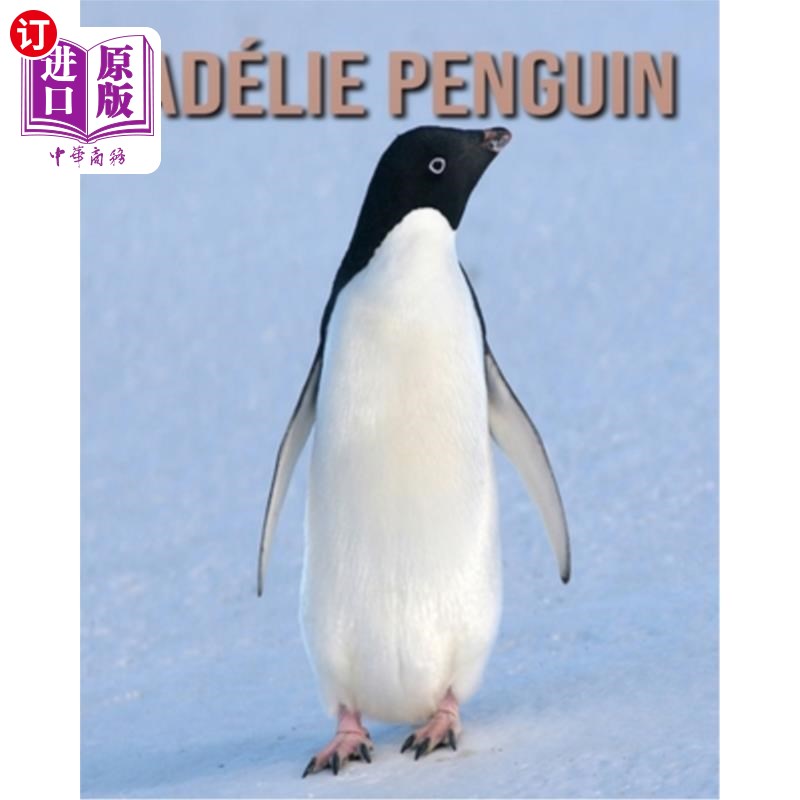 pictures and fun facts about adélie penguin 广告é谎言企鹅