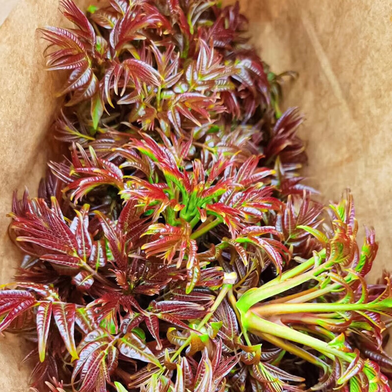 花之然红油香椿种子树种香春菜芽苗种苗香椿苗菜农家春季冬季播种蔬菜