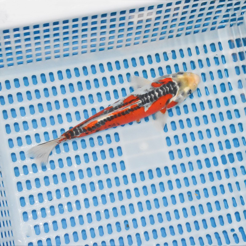 贝冠奇 锦鲤活鱼大正三色红白锦鲤秋翠孔雀丹顶黄龙凤蝴蝶鲤观赏鱼