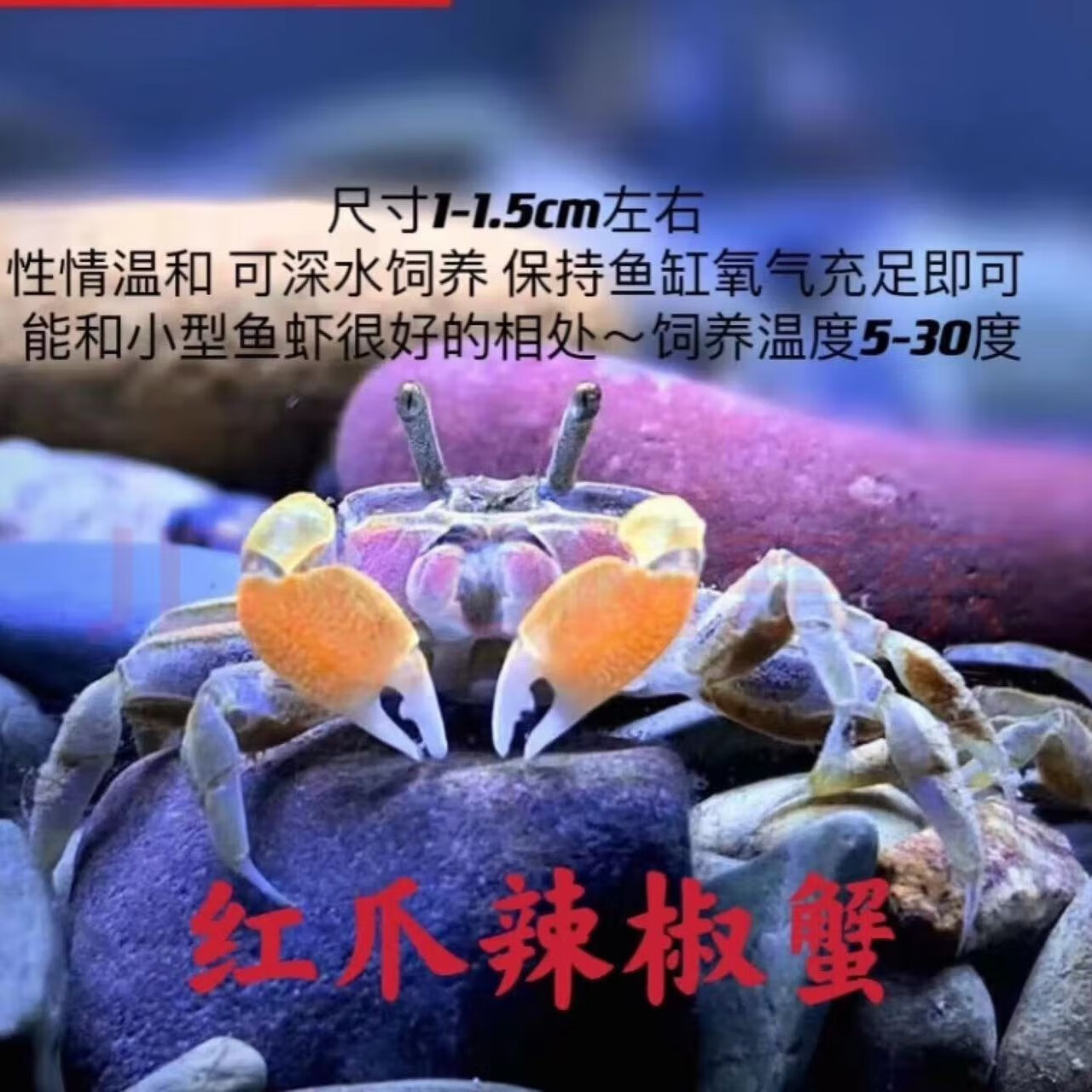 迷你蟹辣椒蟹宠物鱼缸观赏蟹淡水活体草缸可深水养殖小螃蟹除藻蟹