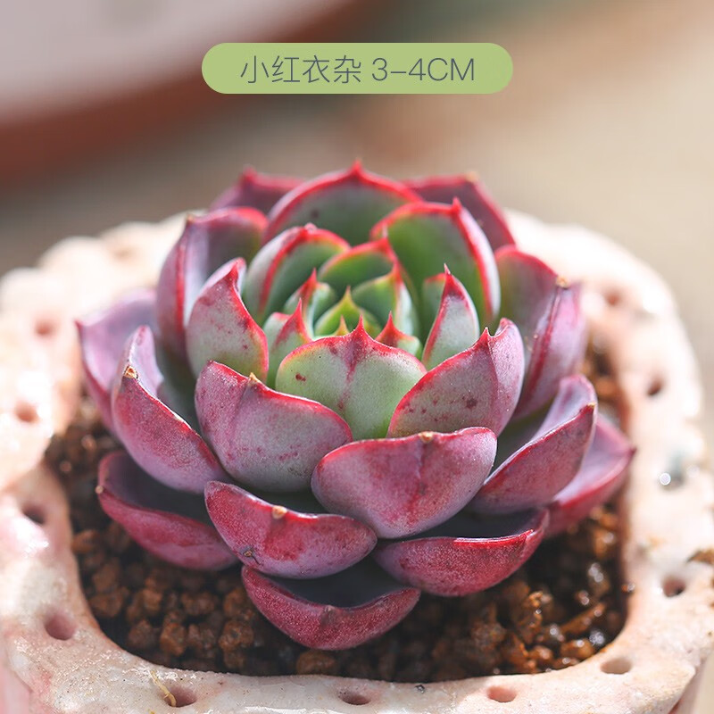 盆栽套餐多肉盆栽花卉含花盆云南精养肉肉易养阳台植物 小红衣杂3-4cm