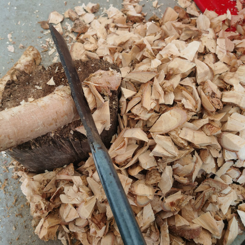 黄橄榄根 白橄榄根 青橄榄根老树根煲汤强筋骨500g 500克 乌橄榄根